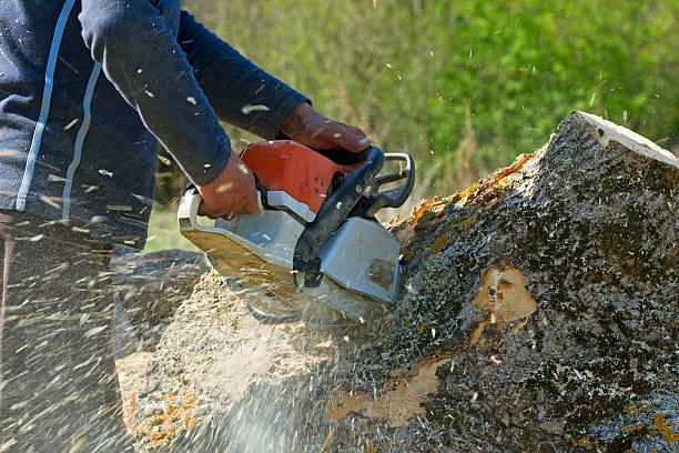 Best Tree Maintenance Programs  in Alexandria, VA